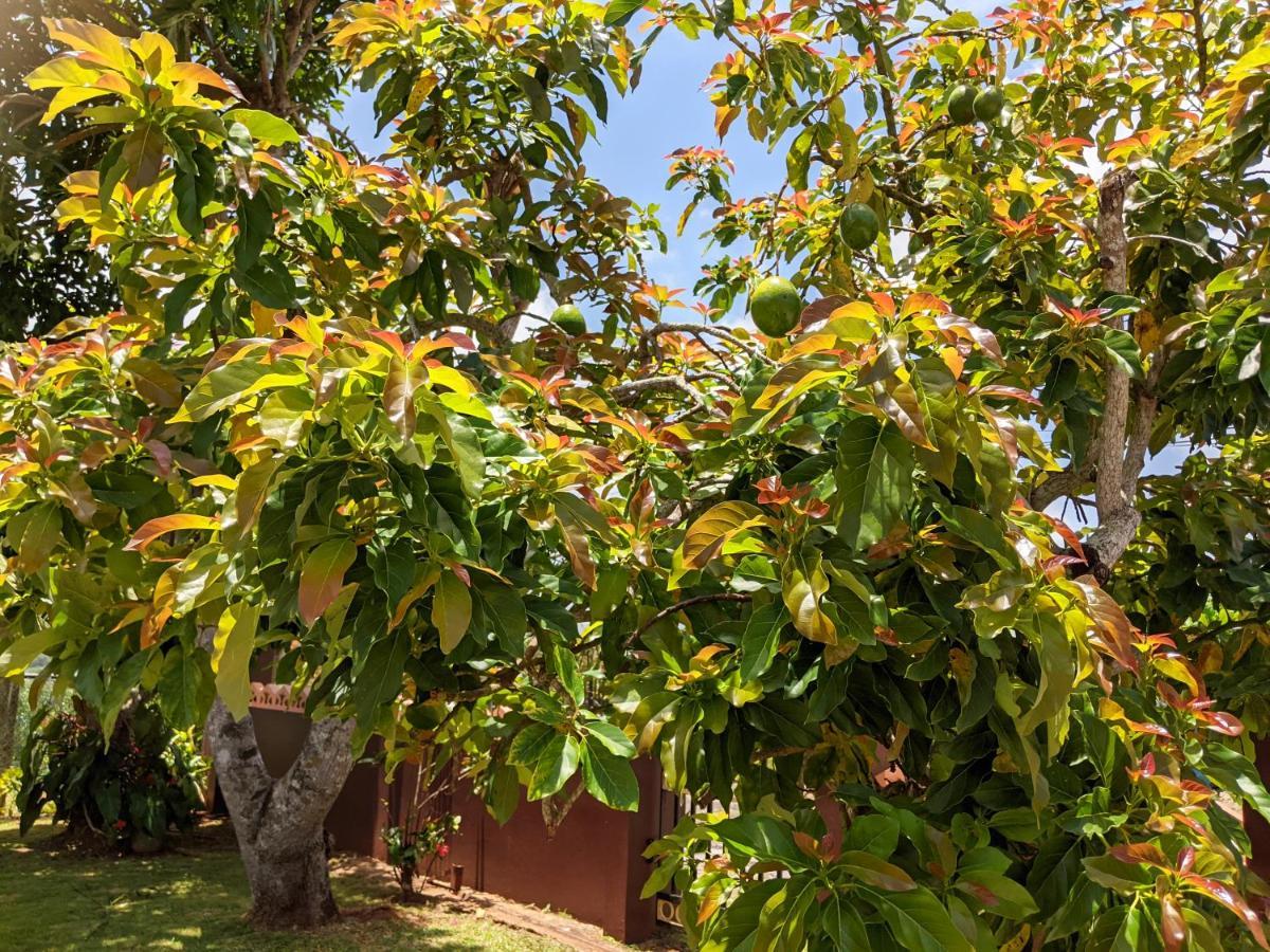 Oasis Living Getaway In Mandeville, Manchester Mandeville
